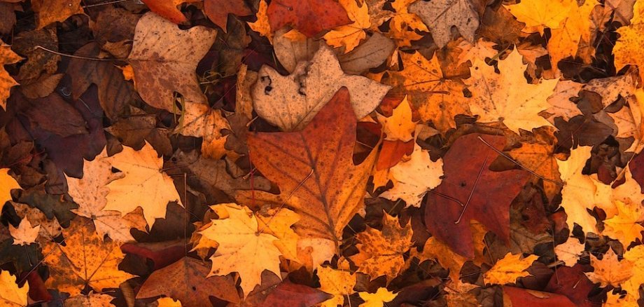 bunte Herbstblätter liegen übereinander