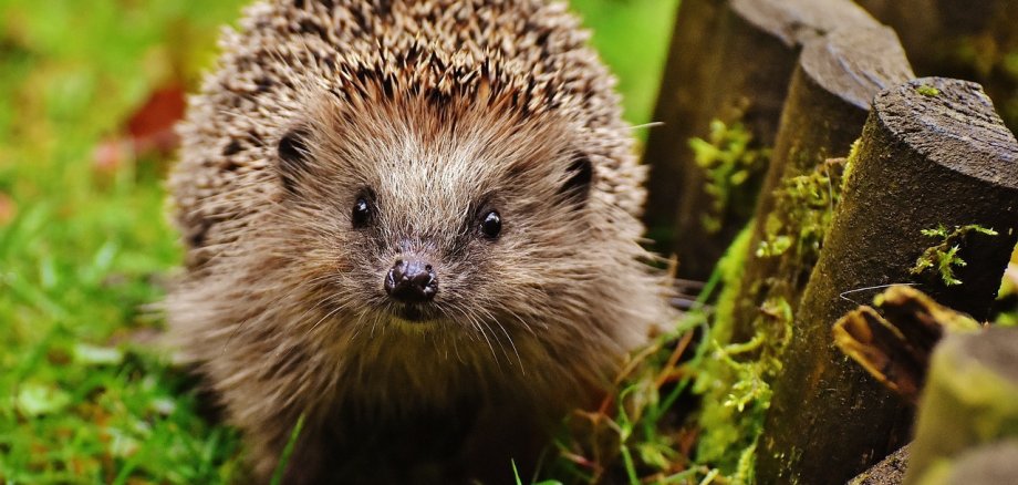 Ein Igel auf einer grünen Wiese