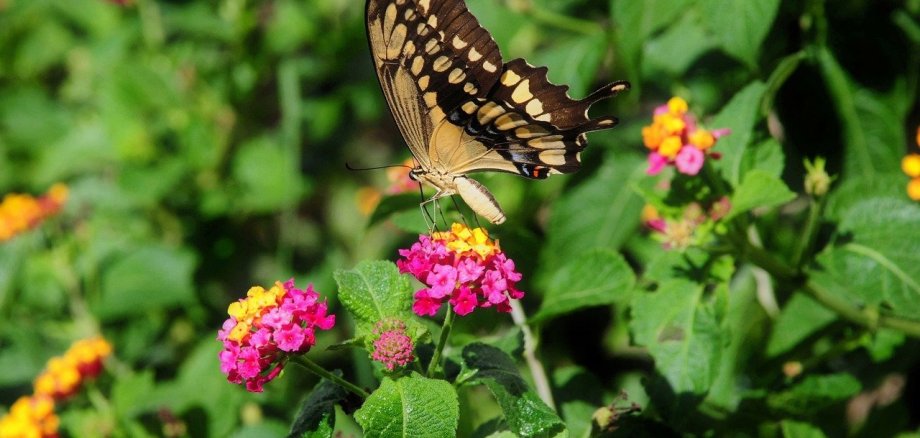 Ein Schmetterling, der auf einer rosafarbenen Blume sitzt