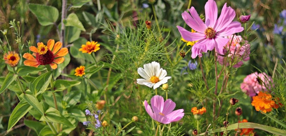 Eine Wiese mit wilden Blumen